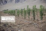 برنامه‌ریزی برای کاشت یک میلیارد نهال در کشور تا ۴ سال آینده