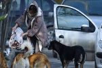 کنترل جمعیت سگ‌های بی‌سرپست و حفظ رفاه حیوانات