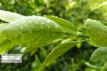 موج جدید بارندگی از اواسط هفته برخی نقاط خوزستان را فرا می‌گیرد