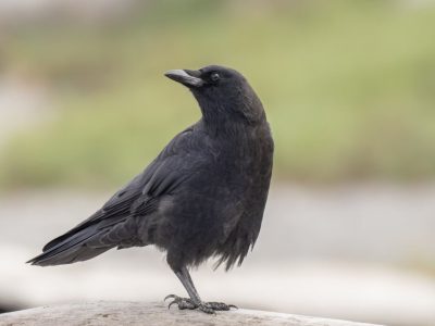 ۹ حقیقت عجیب در مورد کلاغها | کلاغها برای مردگان خود مراسم تدفین برگزار میکنند | میدانستید کلاغ کینهای است؟