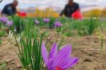 افزایش سطح زیر کشت زعفران در خوزستان