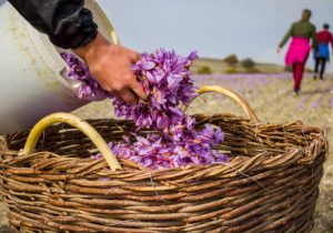 فصل کاشت زعفران در خوزستان آغاز شد
