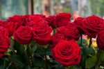 پیشگیری از سرطان و بیماری‌های قلبی با بوییدن گل رز