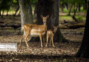 شکسته شدن سکوت جنگل‌های دز با بانگ گوزن‌های زرد ایرانی