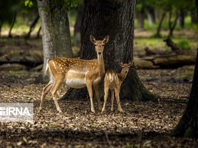 شکسته شدن سکوت جنگلهای دز با بانگ گوزنهای زرد ایرانی