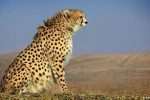 یوزپلنگ ایرانی در یک قدمی انقراض؛ فرصت ۵ ساله برای نجات یوز ایرانی