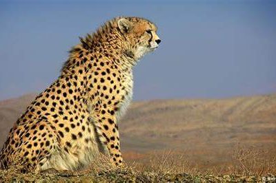 یوزپلنگ ایرانی در یک قدمی انقراض؛ فرصت ۵ ساله برای نجات یوز ایرانی