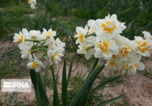 جشنواره گل نرگس اواخر دی ماه در بهبهان برگزار می شود