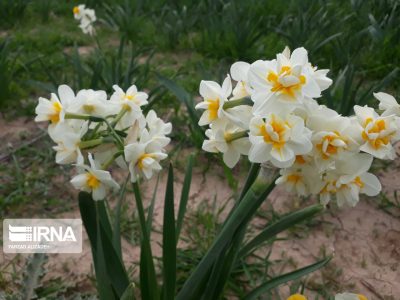 جشنواره گل نرگس اواخر دی ماه در بهبهان برگزار می شود