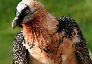 گونه کمیاب “هما” در محدوده پارک ملی و منطقه حفاظت شده تنگ صیاد مشاهده شد