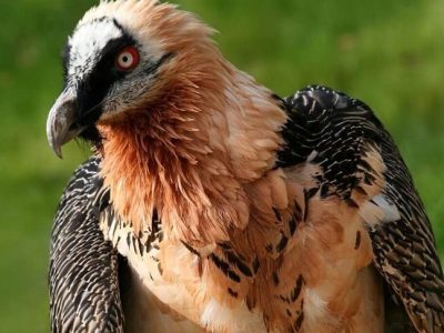 گونه کمیاب “هما” در محدوده پارک ملی و منطقه حفاظت شده تنگ صیاد مشاهده شد