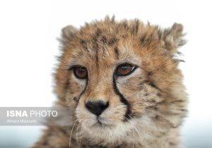 آخرین وضعیت «پیروز» در تهران سرد و برفی/ جفت‌گیری مجدد «ایران» و «فیروز» امکان‌پذیر است؟