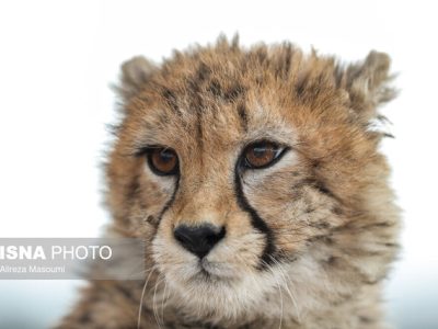 آخرین وضعیت «پیروز» در تهران سرد و برفی/ جفت‌گیری مجدد «ایران» و «فیروز» امکان‌پذیر است؟