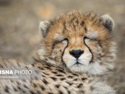 «پیروز» دوباره به بیمارستان منتقل شد