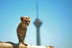 ۱۰ ماه با پیروز/ چگونگی روند زندگی سلبریتی محبوب حیات وحش