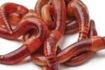۲۳ نکته درباره «کرم‌ خاکی»؛ یکی از مفیدترین موجودات جهان