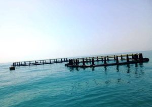 پرورش ماهی در قفس در سد مارون اجرایی می‌شود