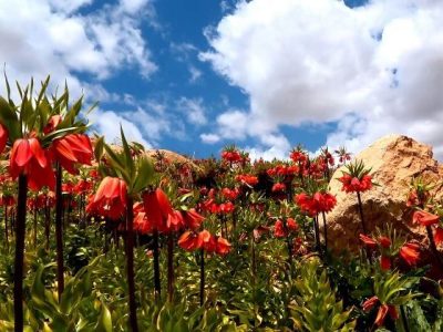 دشت لاله‌های واژگون کوهرنگ؛ شکوهی به وسعت بهار