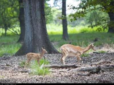 نخستین گوساله‌های گوزن زرد ایرانی امسال در خوزستان متولد شدند