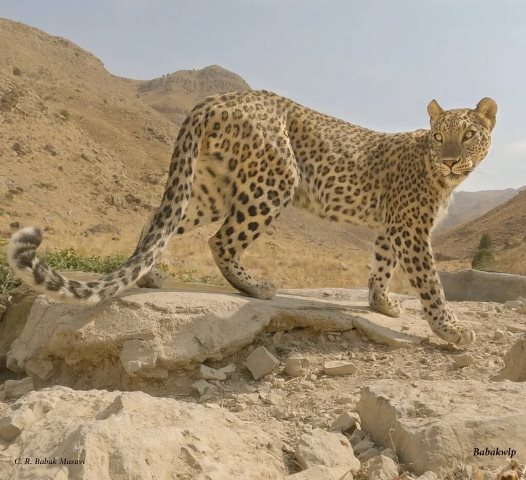(۱۶+) ویدئوی دلخراش لحظات تصادف توله ببر در جاده شیراز