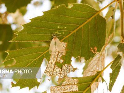 ۸۰۰۰ هکتار از جنگل‌های کهگیلویه و بویراحمد دچار آفت جوانه‌خوار بلوط