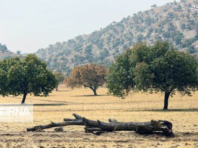 فرماندار اندیکا: خبر سوختن گسترده درختان بلوط صحت ندارد