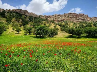 عوامل انسانی مهم‌ترین تهدید جنگل‌های زاگرس است