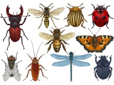 کاهش جهانی جمعیت حشرات؛ علت‌ها و پیامدها