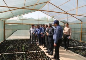 اقدامات شایسته شرکت نفت و گاز مسجدسلیمان در تولید نهال وتوسعه فضای سبز الگوی شایسته ای برای سایر شرکت ها و سازمان های دولتی خوزستان است / تولید سالانه ۲۰۰ هزار اصله نهال در شرکت نفت و گاز مسجدسلیمان برای تحقق پویش یک میلیارد نهال در ایران