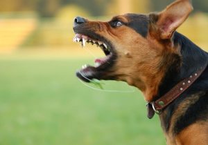 فقط سگ ناقل بیماری هاری نیست ؛ از این حیوانات هم بترسید / ۱۵ توصیه مهم برای پیشگیری از سگ‌گزیدگی