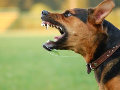 فقط سگ ناقل بیماری هاری نیست ؛ از این حیوانات هم بترسید / ۱۵ توصیه مهم برای پیشگیری از سگگزیدگی