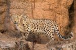 حمله وحشتناک پلنگ به یک گروه طبیعت‌گرد