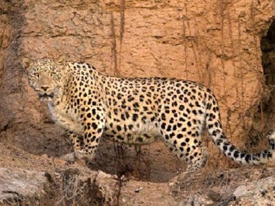 حمله وحشتناک پلنگ به یک گروه طبیعت‌گرد