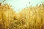 دیمزارهای تمبی فراخ مسجدسلیمان احیا می‌شوند