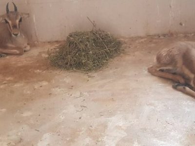 کشف یک رأس بچه آهو از یک منزل مسکونی در مشهد