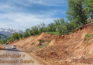 نابودی ۶ هزار درخت بلوط در ازای ۸ کیلومتر جاده