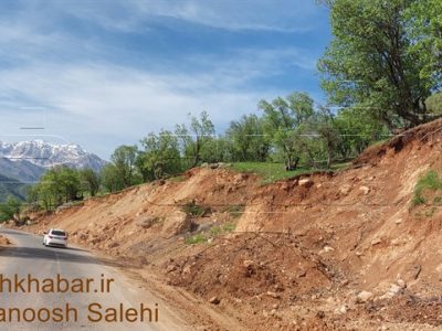 نابودی ۶ هزار درخت بلوط در ازای ۸ کیلومتر جاده