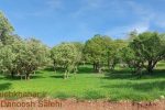 الگوی اروپایی برای‌ نجات زاگرس ؛جنگل‌های زاگرس شباهت زیادی با این سه کشور اروپایی دارند /چرا درختان زاگرس توان زادآوری ندارند؟ + اینفوگرافیک