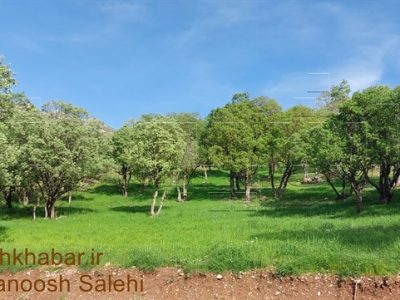 الگوی اروپایی برای‌ نجات زاگرس ؛جنگل‌های زاگرس شباهت زیادی با این سه کشور اروپایی دارند /چرا درختان زاگرس توان زادآوری ندارند؟ + اینفوگرافیک