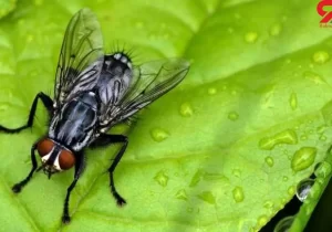 تولید پلاستیک ، جذب آب سیل و رهاسازی تدریجی رطوبت از مگس‌های مرده!