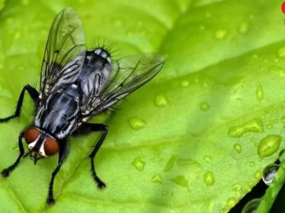 تولید پلاستیک ، جذب آب سیل و رهاسازی تدریجی رطوبت از مگس‌های مرده!