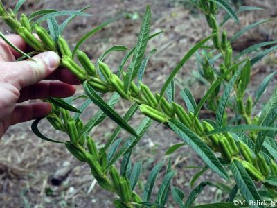 امکان کشت مکانیزه کنجد فراهم شد