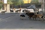 با پیگیری سازمان حفاظت محیط‌زیست؛ سگ‌های بی‌صاحب قانونمند می‌شوند/وزارت کشور و شهرداری‌ها مسوول ساماندهی