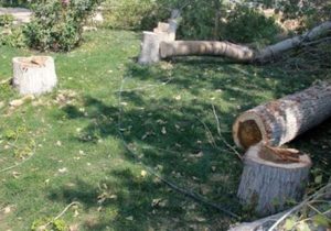 برخوردقضایی با قطع درخت در سطح شهر اهواز