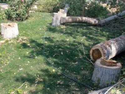 برخوردقضایی با قطع درخت در سطح شهر اهواز