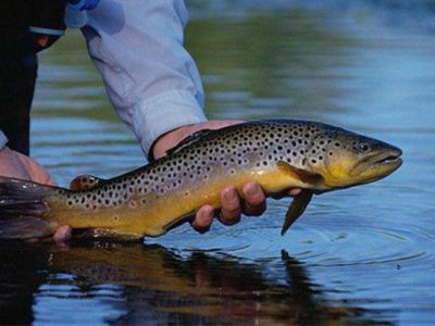 رهاسازی پنج هزار بچه ماهی حکم قاضی دزفول برای متهمان