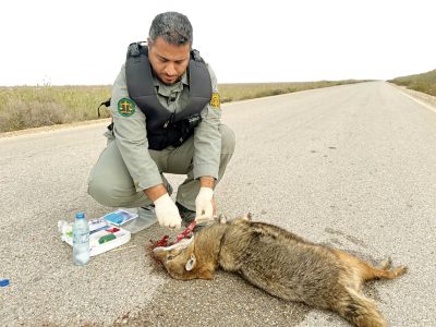 پرنده کمیابی که بعد از ۱۱۶ سال به ایران آمد / گفت و گو با محیط‌بان محبوب جنوبی ؛ شکارچیان برادرم را با تیر و فرزندم را کتک زدند + تصاویر