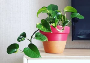 ۲۶ گیاه مناسب آپارتمان های کم نور / این گیاهان عاشق تاریکی هستند