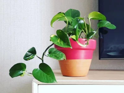 ۲۶ گیاه مناسب آپارتمان های کم نور / این گیاهان عاشق تاریکی هستند