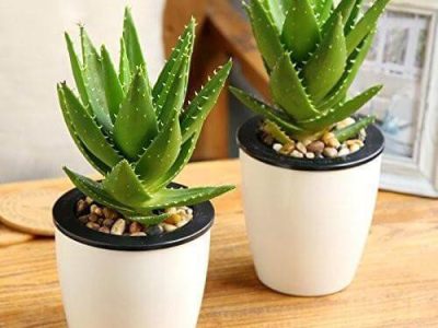 خواص و مضرات مصرف آلوئهورا از دیدگاه طب سنتی؛طبع آلوئه ورا سرد است یا گرم ؟